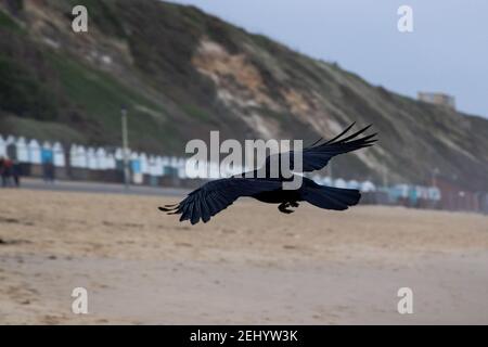 Un corbeau survole la plage à Fisherman’s Walk, Southbourne, Bournemouth pendant le confinement et la pandémie du coronavirus COVID-19. 20 février 20 Banque D'Images