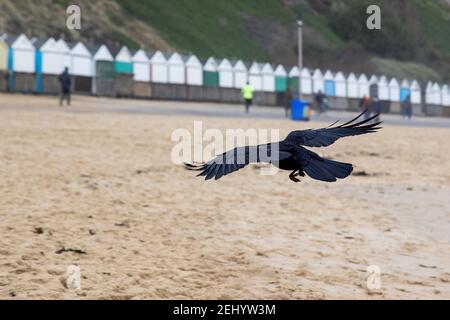 Un corbeau survole la plage à Fisherman’s Walk, Southbourne, Bournemouth pendant le confinement et la pandémie du coronavirus COVID-19. 20 février 20 Banque D'Images