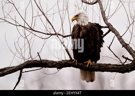 Un aigle à tête blanche adulte perçant sur une branche d'arbre à proximité en hiver Banque D'Images