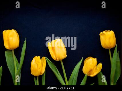 Composition des fleurs. Cadre en tulipes jaunes sur fond bleu. Concept de la Saint-Valentin, de la Fête des mères et de la Fête des femmes. Flat lay, vue de dessus. Banque D'Images