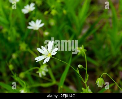 Fleurs de plemeria blanches avec gouttes d'eau, fleurs blanches avec fond vert, Banque D'Images