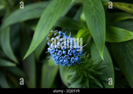 Petites fleurs bleues qui peeking Banque D'Images