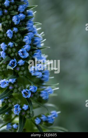 Petites fleurs bleues qui peeking Banque D'Images