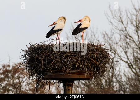 Dülmen, NRW, Allemagne, 20 février 2021. Deux cigognes blanches amoreuses, souvent associées dans le folklore européen à « l'introduction de bébés », plient leur tête vers l'arrière tout en accrochant leurs factures bruyamment, un rituel de courtisans. Les premiers signes du printemps arrivent comme une paire de cigognes blanches (Ciconia ciconia) sont revenus cette semaine de l'hivernage en Afrique pour trouver des nids et des costons. Les oiseaux migrateurs sont monogames et retournent souvent au même site de nidification qu'une paire pendant de nombreuses années. Cette paire a été encerclée pour suivre sa migration annuelle. Banque D'Images