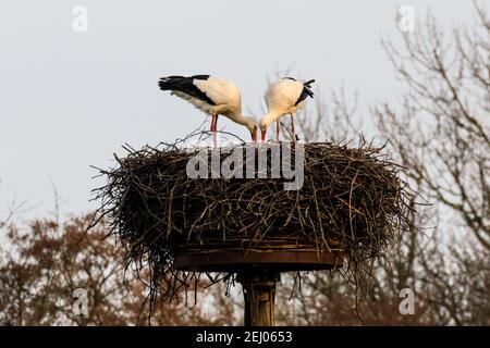 Dülmen, NRW, Allemagne, 20 février 2021. Deux cigognes blanches amoreuses, souvent associées dans le folklore européen à 'apporter des bébés', se rassemblent dans leur prochain. Les premiers signes du printemps arrivent comme une paire de cigognes blanches (Ciconia ciconia) sont revenus cette semaine de l'hivernage en Afrique pour trouver des nids et des costons. Les oiseaux migrateurs sont monogames et retournent souvent au même site de nidification qu'une paire pendant de nombreuses années. Cette paire a été encerclée pour suivre sa migration annuelle. Banque D'Images