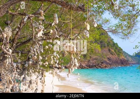 Arbre de souhaits. Coraux suspendus à un arbre, attachés par des cordes, sur une côte tropicale en Thaïlande.