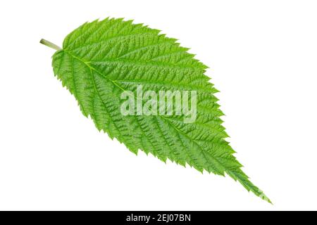 Feuille de framboise isolée sur fond blanc. Jeune pousse d'une plante. Le fichier contient un chemin d'écrêtage. Banque D'Images