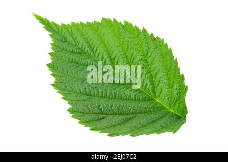 Feuille de framboise isolée sur fond blanc. Jeune pousse d'une plante. Le fichier contient un chemin d'écrêtage. Banque D'Images