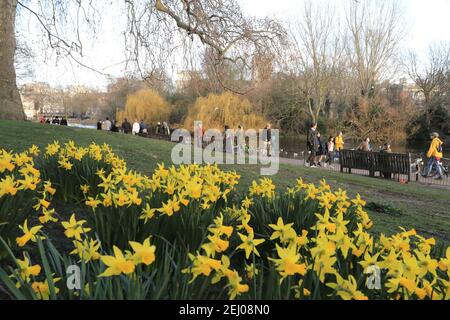 Londres, Royaume-Uni le 20 février 2021. Un temps chaud et insaison a fait sortir les jonquilles et la foule du parc St James, en faisant leur exercice dans le centre de Londres, au Royaume-Uni. Monica Wells/Alay Live News Banque D'Images