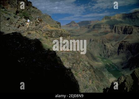 Mule train sur Bright Angel Trail Banque D'Images