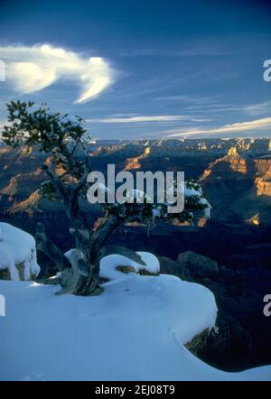 Grand Canyon Winter Juniper Portrait Banque D'Images