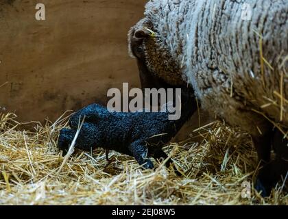 East Lothian, Écosse, Royaume-Uni, 20 février 2021. Naissance de l'agneau : l'agneau de la Shetland de Briggs a un petit troupeau d'environ 40 moutons dans le Lothian oriental et environ 100 dans le Shetland. Ce troupeau donne naissance avant que Richard Briggs, éleveur de moutons, se rend à Shetland pour l'agneaux en avril. Ce mouton Shetland donne naissance à un second agneau noir une heure après avoir eu son premier agneau dans le foin dans une grange. Photo : le deuxième agneau arrive et en quelques minutes, il est sur ses pieds, il est nettoyé par sa mère Banque D'Images