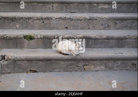 chats errants dans les escaliers dans la rue divers chats Banque D'Images