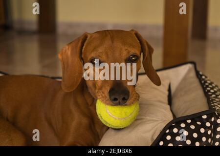 Beau dachshund, également appelé dachshund, chien viennois, ou chien de saucisse, jouant avec une balle de tennis jaune. Chien jouant Banque D'Images