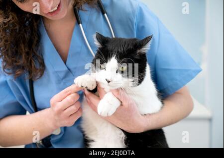 Belle femme médecin vétérinaire tient un chat blanc mignon sur les mains à la clinique vétérinaire et sourire. Photo de haute qualité Banque D'Images