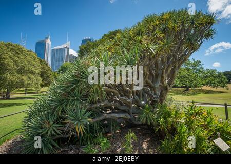 Dragon Tree (Dracaena draco), jardin botanique royal, Sydney, Nouvelle-Galles du Sud, Australie. Banque D'Images