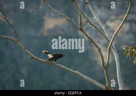 Pied currawong (streppera granculina) dans un eucalyptus dans les Blue Mountains, Nouvelle-Galles du Sud, Australie. Banque D'Images