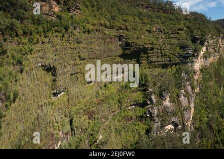 Govett's Hanging Garden de Barrow Lookout, Blackheath, Blue Mountains, Nouvelle-Galles du Sud, Australie. Banque D'Images