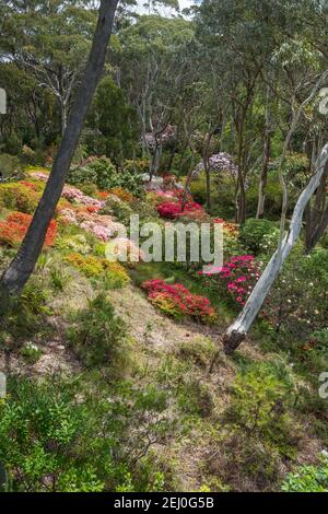 The Campbell Rhododendron Gardens, Blackheath, Blue Mountains, Nouvelle-Galles du Sud, Australie. Banque D'Images