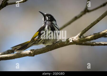 New Holland Honey Eater (Phylidonyris novahoolandiae), Blackheath, Blue Mountains, Nouvelle-Galles du Sud, Australie. Banque D'Images