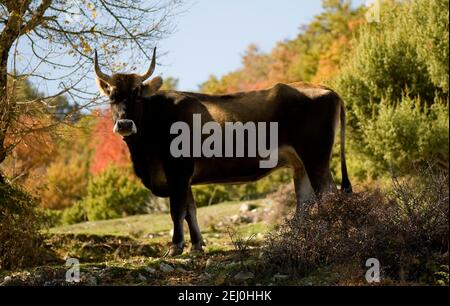 un oxen sur le pâturage d'automne Banque D'Images