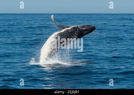 Observation des baleines à bosse, Merimbula Bay, Nouvelle-Galles du Sud, Australie. Banque D'Images