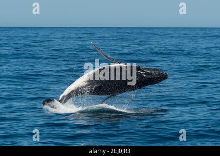 Observation des baleines à bosse, Merimbula Bay, Nouvelle-Galles du Sud, Australie. Banque D'Images