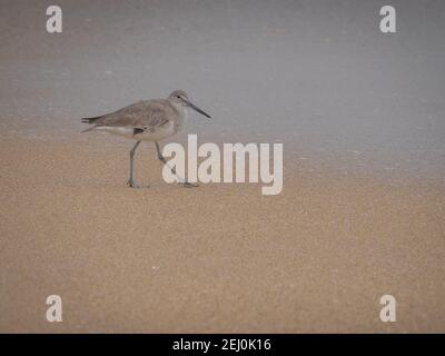 Adorable petite sandpiper à pilotis sur la plage Banque D'Images