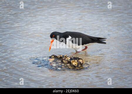 Huistercapcher à pied australien (Haematopus longirostris), Boggy Creek, Merimbula, Nouvelle-Galles du Sud, Australie. Banque D'Images