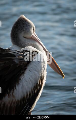 Pélican australien (Pelecanus ospillatus), île de Bullock, Lakes Entrance, Victoria, Australie. Banque D'Images