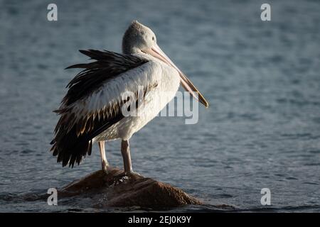 Pélican australien (Pelecanus ospillatus), île de Bullock, Lakes Entrance, Victoria, Australie. Banque D'Images