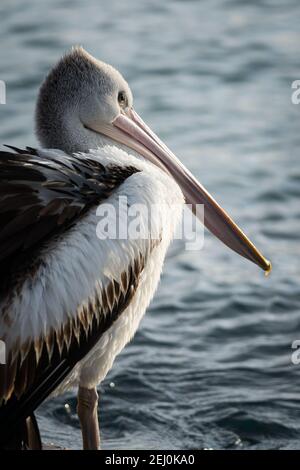 Pélican australien (Pelecanus ospillatus), île de Bullock, Lakes Entrance, Victoria, Australie. Banque D'Images