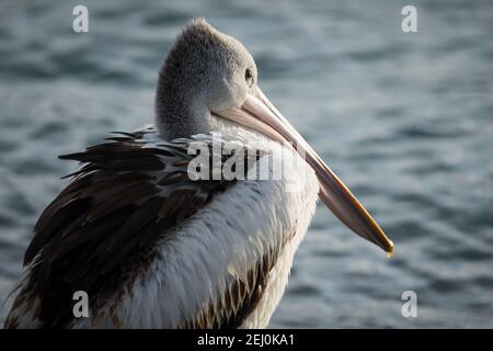 Pélican australien (Pelecanus ospillatus), île de Bullock, Lakes Entrance, Victoria, Australie. Banque D'Images