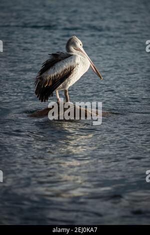 Pélican australien (Pelecanus ospillatus), île de Bullock, Lakes Entrance, Victoria, Australie. Banque D'Images