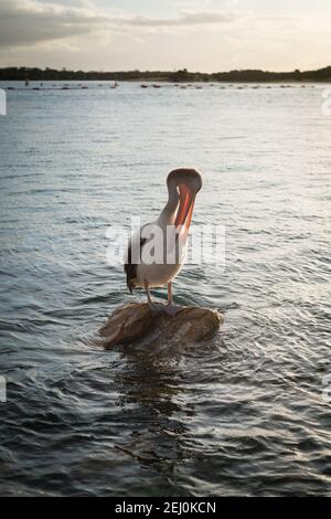 Pélican australien (Pelecanus ospillatus), île de Bullock, Lakes Entrance, Victoria, Australie. Banque D'Images