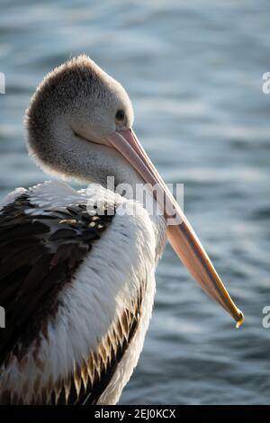 Pélican australien (Pelecanus ospillatus), île de Bullock, Lakes Entrance, Victoria, Australie. Banque D'Images