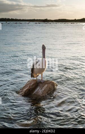 Pélican australien (Pelecanus ospillatus), île de Bullock, Lakes Entrance, Victoria, Australie. Banque D'Images