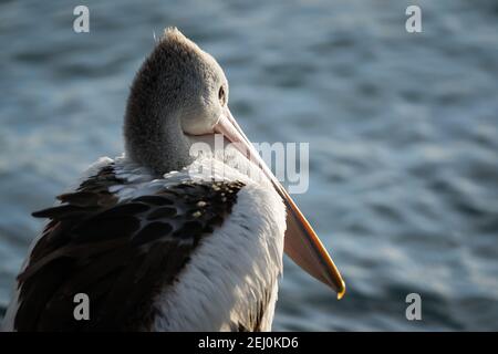 Pélican australien (Pelecanus ospillatus), île de Bullock, Lakes Entrance, Victoria, Australie. Banque D'Images