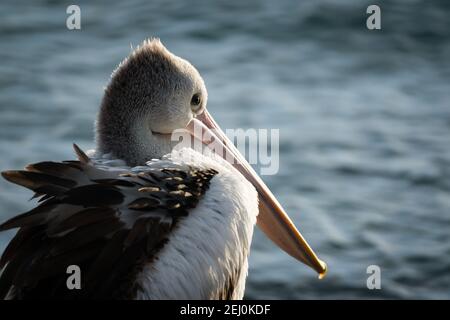 Pélican australien (Pelecanus ospillatus), île de Bullock, Lakes Entrance, Victoria, Australie. Banque D'Images