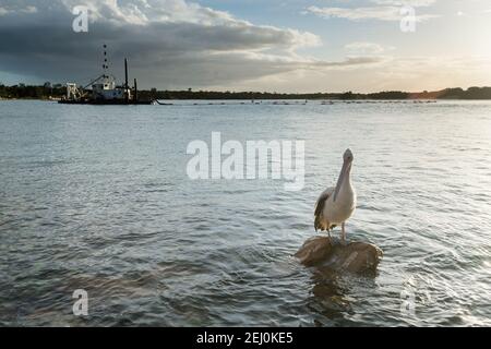 Pélican australien (Pelecanus ospillatus), île de Bullock, Lakes Entrance, Victoria, Australie. Banque D'Images