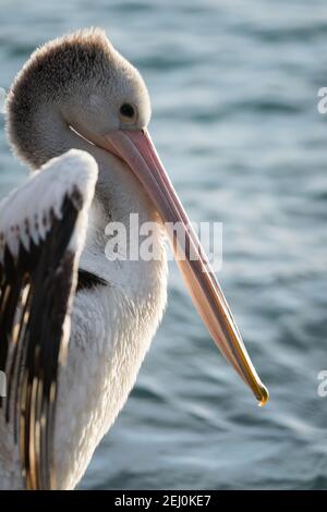 Pélican australien (Pelecanus ospillatus), île de Bullock, Lakes Entrance, Victoria, Australie. Banque D'Images