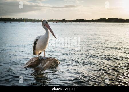 Pélican australien (Pelecanus ospillatus), île de Bullock, Lakes Entrance, Victoria, Australie. Banque D'Images