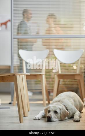 Portrait vertical complet de chien blanc du Labrador attendant à la clinique vétérinaire avec une femme propriétaire parlant au médecin en arrière-plan, espace de copie Banque D'Images