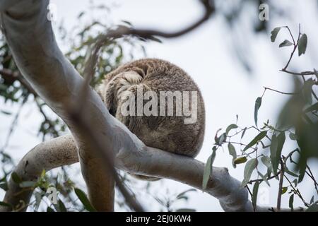 Koala (Phascolarctos cinereus), Raymond Island, Victoria, Australie. Banque D'Images