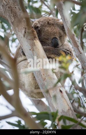 Koala (Phascolarctos cinereus), Raymond Island, Victoria, Australie. Banque D'Images