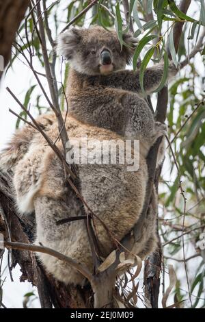 Koala (Phascolarctos cinereus), Raymond Island, Victoria, Australie. Banque D'Images