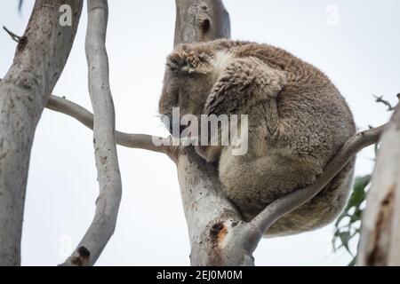 Koala (Phascolarctos cinereus), Raymond Island, Victoria, Australie. Banque D'Images