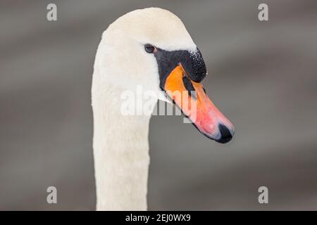 Portrait en gros plan d'un cygne blanc élégant avec bec orange et front noir. Arrière-plan bleu gris flou. Banque D'Images