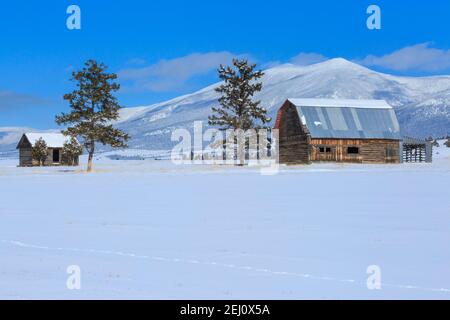 ancienne grange et cabane en hiver sous le mont baldy dans les grandes montagnes près de townsend, montana Banque D'Images