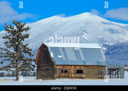 ancienne grange en bois sous le mont baldy dans les grandes montagnes près de townsend, montana Banque D'Images